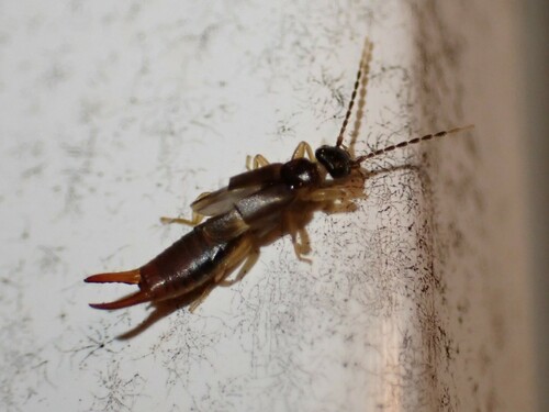 Lesser Earwig photo 6