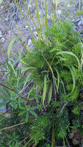 Graphephorum cernuum, photograph 1