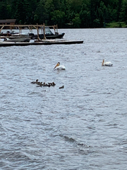 Pelecanus erythrorhynchos