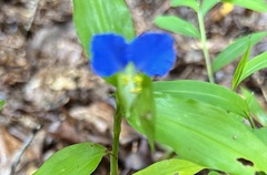 Commelina communis
