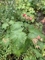 Rubus parviflorus