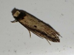 Tinea apicimaculella