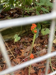 Arum maculatum