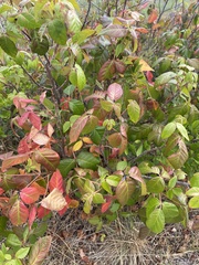 Toxicodendron