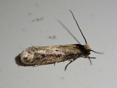 Tinea apicimaculella
