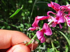 Indigofera sp-aff-platypoda