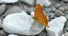 Argynnis paphia