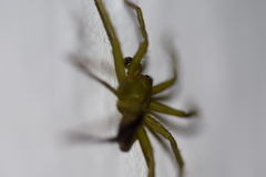 Micrommata ligurina