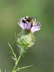 Bombus pensylvanicus