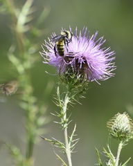 Bombus pensylvanicus