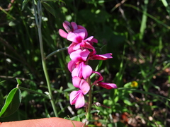 Indigofera sp-aff-platypoda