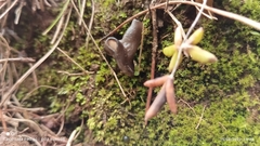 Helvella macropus