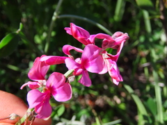 Indigofera sp-aff-platypoda