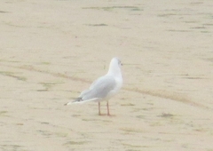 Chroicocephalus ridibundus