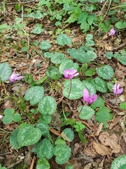 Cyclamen purpurascens