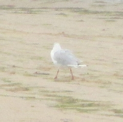 Chroicocephalus ridibundus