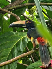 Pteroglossus torquatus