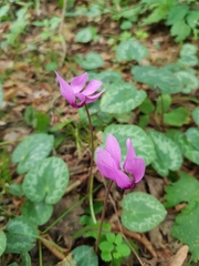 Cyclamen purpurascens