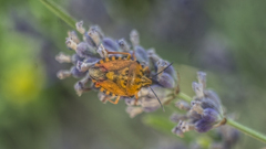 Carpocoris