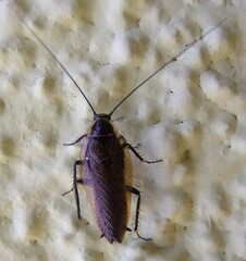 Ectobius sylvestris