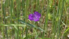 Agrostemma githago