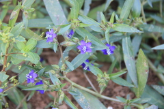 Hydrolea zeylanica