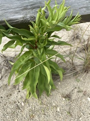Solidago sempervirens