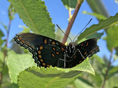 Limenitis arthemis