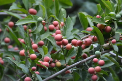 Salacia chinensis