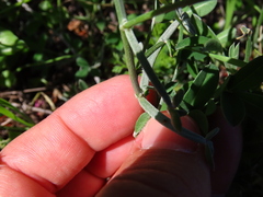 Indigofera sp-aff-platypoda