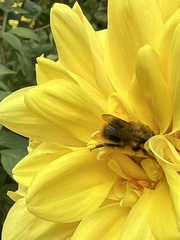 Bombus mixtus
