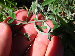 Indigofera sp-aff-platypoda