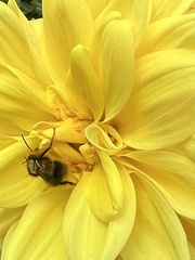 Bombus mixtus