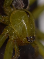 Micrommata ligurina