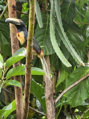 Pteroglossus torquatus