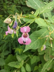 Impatiens glandulifera