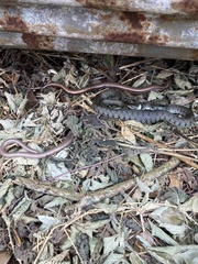 Anguis fragilis