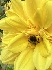 Bombus mixtus