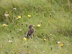 Linaria flavirostris