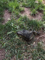 Bufo spinosus
