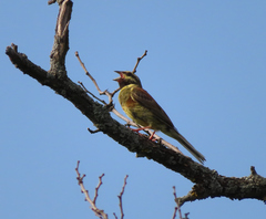 Emberiza cirlus