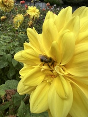 Bombus mixtus