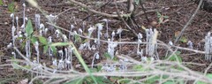 Monotropa uniflora