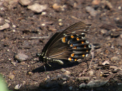 Papilio troilus