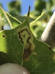 Stigmella salicis