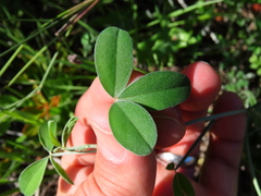 Indigofera sp-aff-platypoda