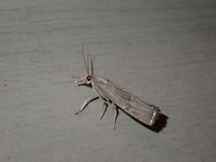 Parapediasia teterrellus