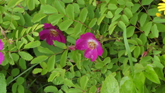 Rosa pendulina