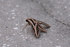 Eumorpha fasciatus