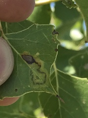 Stigmella salicis